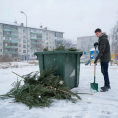 Об утилизации новогодних хвойных деревьев